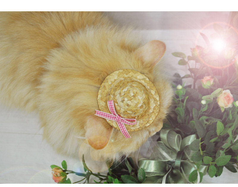 pet accessories for cat